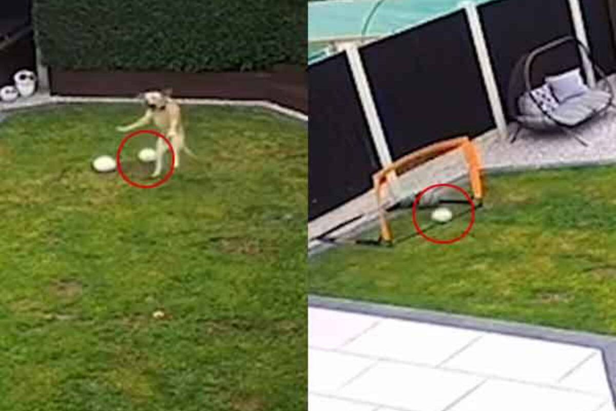 Labrador Dog, Dog, Video, Viral Video, Football Video, Viral Football Video, Dog Playing, Dog Playing Football, Football, International football, World Football, Dog playing, Dog playing football, Messi, Lionel Messi, Ronaldo, Cristiano Ronaldo, Cristiano Ronaldo god, Messi dog, Zlatan, Zlatan Ibrahimovic,